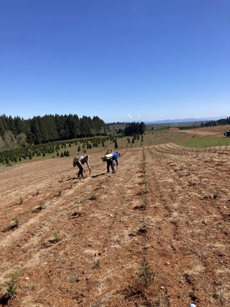 Custom yard maintenance for beautiful yards in Kelso, WA by All Season Lawn Care & Contractor