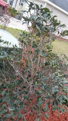 All Season Long Landscaping