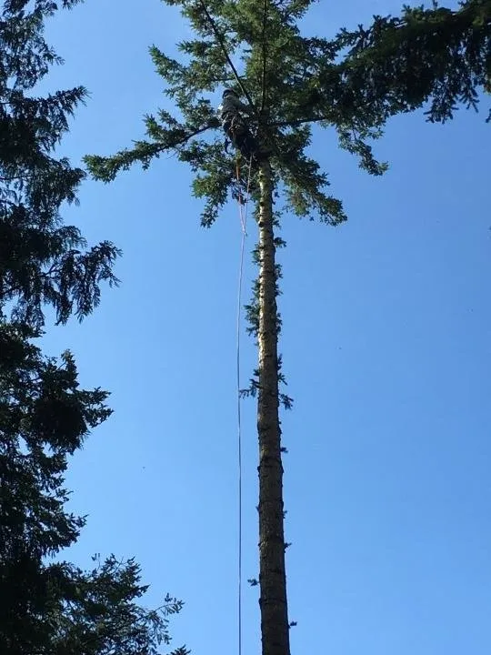 Professional landscape design near you across Port Hadlock-Irondale, WA - All Season Tree Specialists