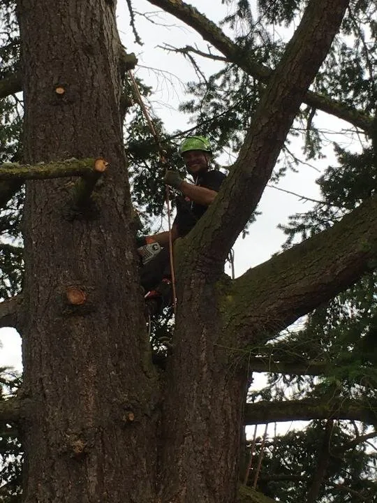 Trusted landscape installation experts serving Port Hadlock-Irondale, WA - All Season Tree Specialists