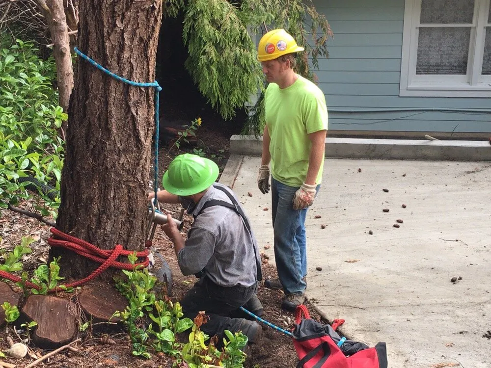 Custom lawn mowing service for year-round maintenance in Port Hadlock-Irondale, WA by All Season Tree Specialists