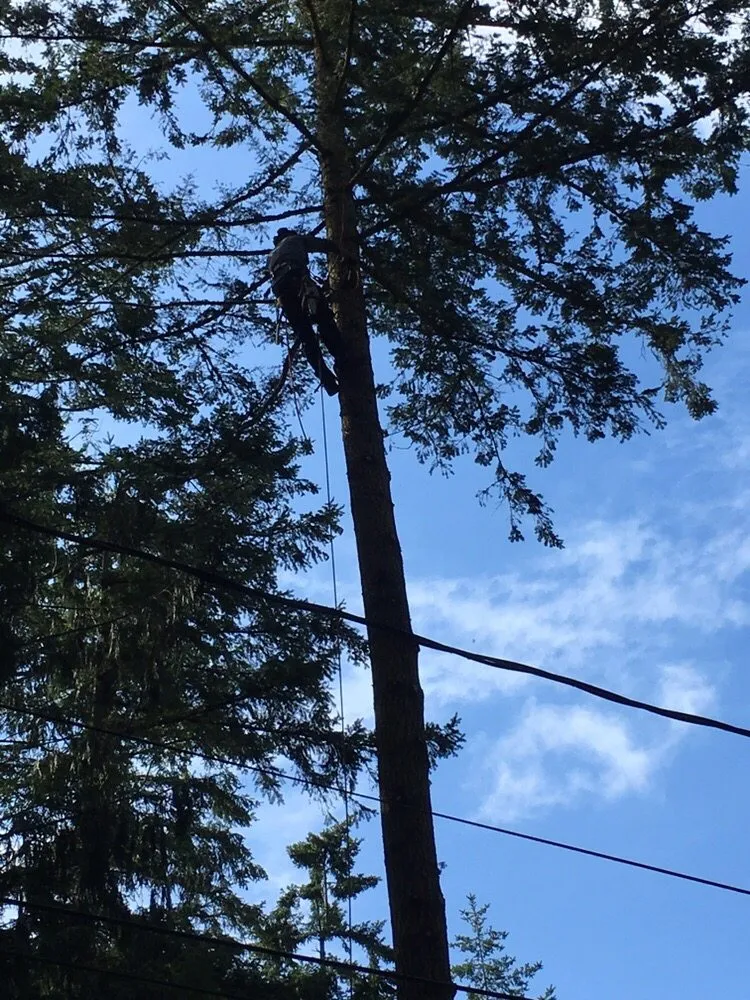 Professional lawn care service experts serving Port Hadlock-Irondale, WA - All Season Tree Specialists