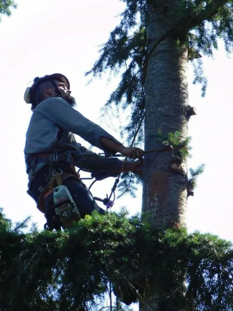 Expert garden landscaping for year-round maintenance in Port Hadlock-Irondale, WA by All Season Tree Specialists