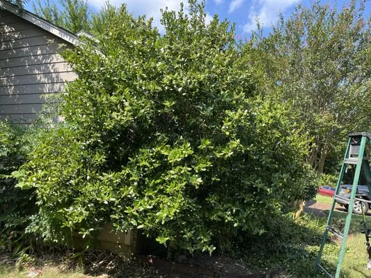 All Season Yard Service Logo