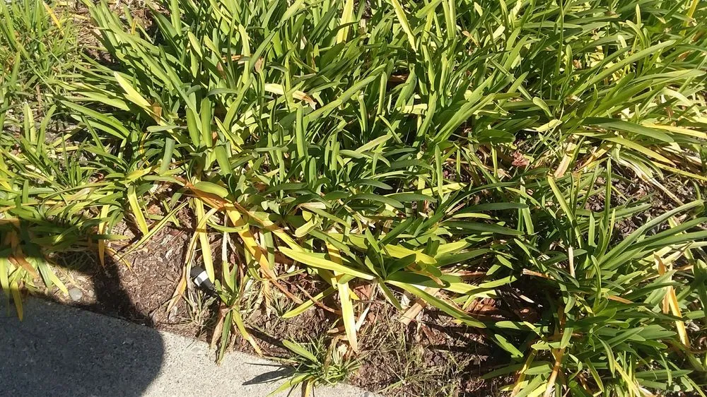 Custom outdoor landscaping near you across Arroyo Grande, CA - All Seasons Gardening & Landscaping