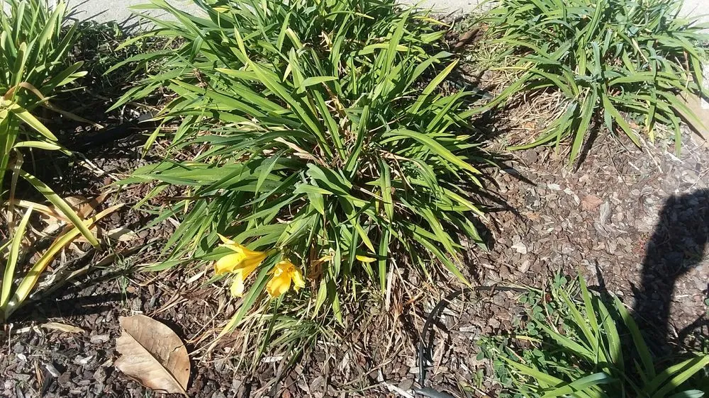 Professional lawn mowing service in Arroyo Grande, CA by All Seasons Gardening & Landscaping