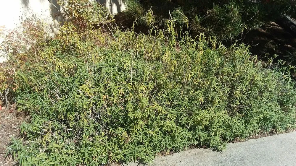 Reliable landscape design for year-round maintenance in Arroyo Grande, CA by All Seasons Gardening & Landscaping