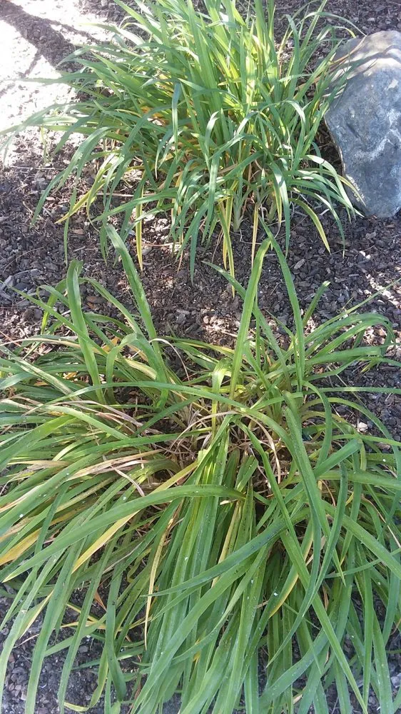 Reliable yard maintenance for residential properties across Arroyo Grande, CA - All Seasons Gardening & Landscaping