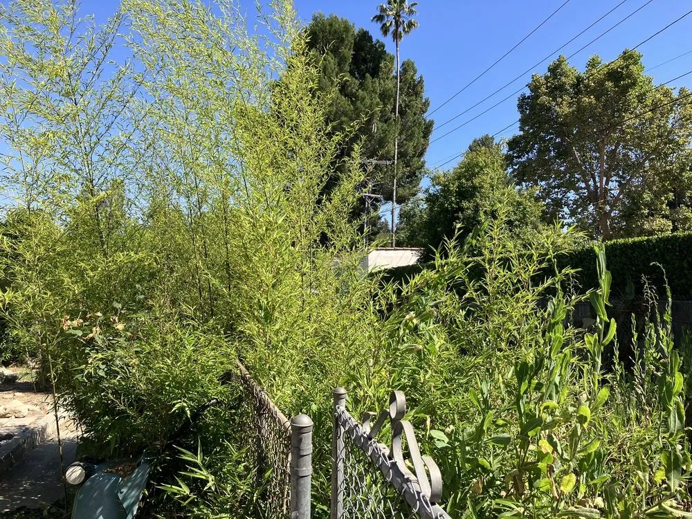 Professional landscaping services in Pasadena, CA - All seasons hauling & junk removal