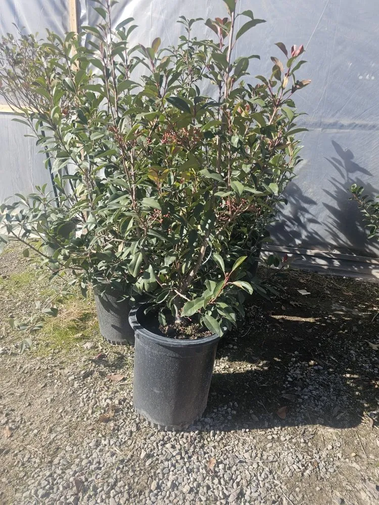 Custom landscape design in Rio Rancho, NM by All Seasons Landscape