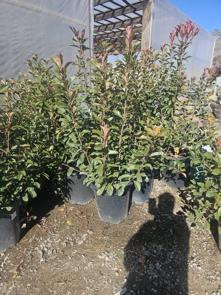 Expert lawn care service in Rio Rancho, NM by All Seasons Landscape