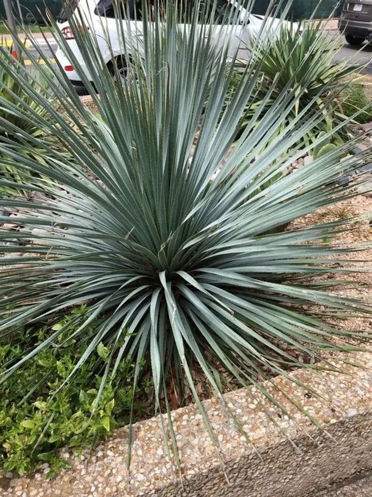 Professional residential landscaping experts serving Rio Rancho, NM - All Seasons Landscape