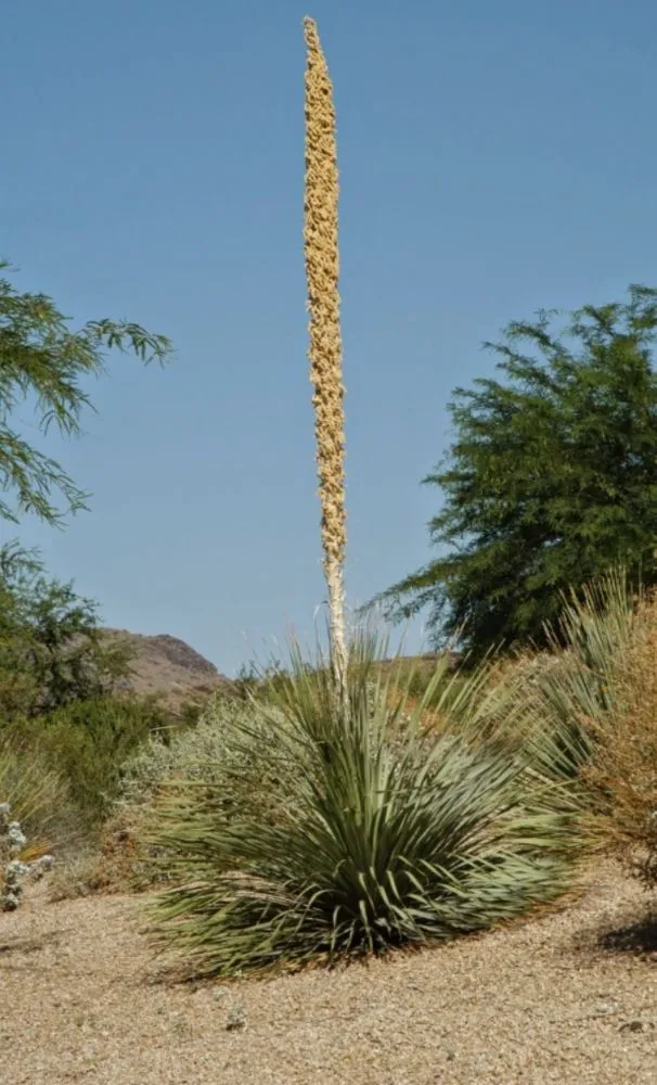 Reliable lawn mowing service experts serving Rio Rancho, NM - All Seasons Landscape