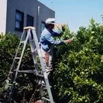 Local landscaping services for beautiful yards in Walnut Creek, CA by All Seasons Landscaping & Gardening Services