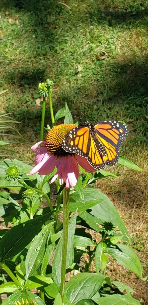 Professional landscape design for residential properties in Fairview, PA by All Seasons Landscaping