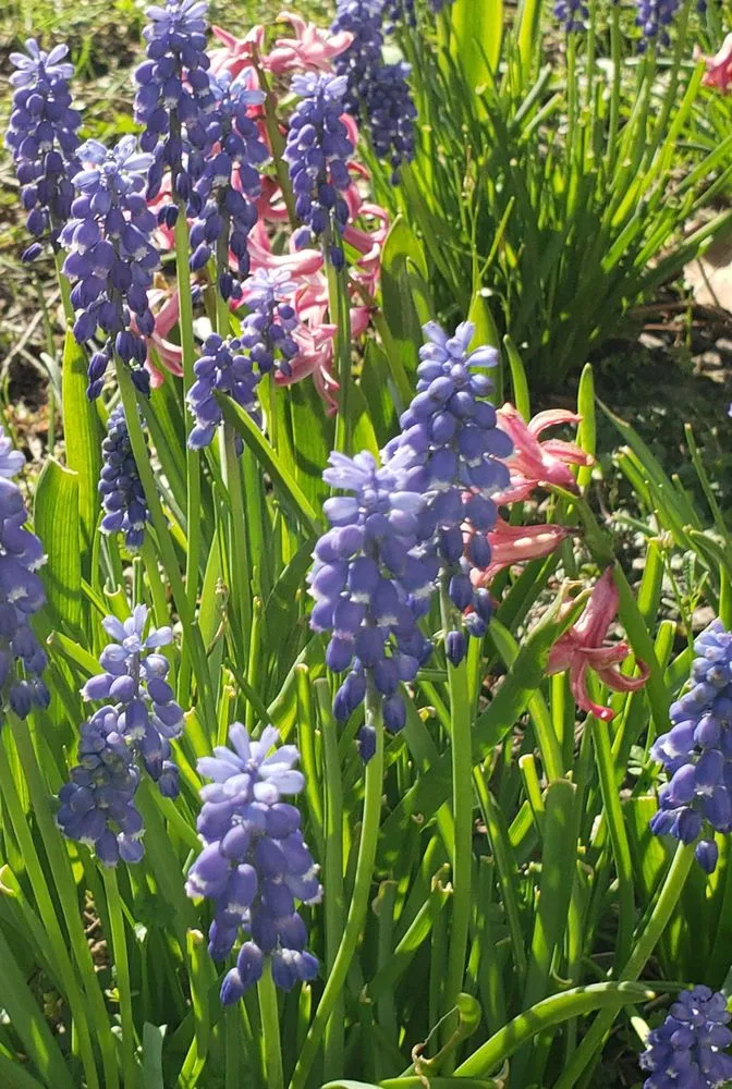 Reliable garden landscaping in Fairview, PA by All Seasons Landscaping