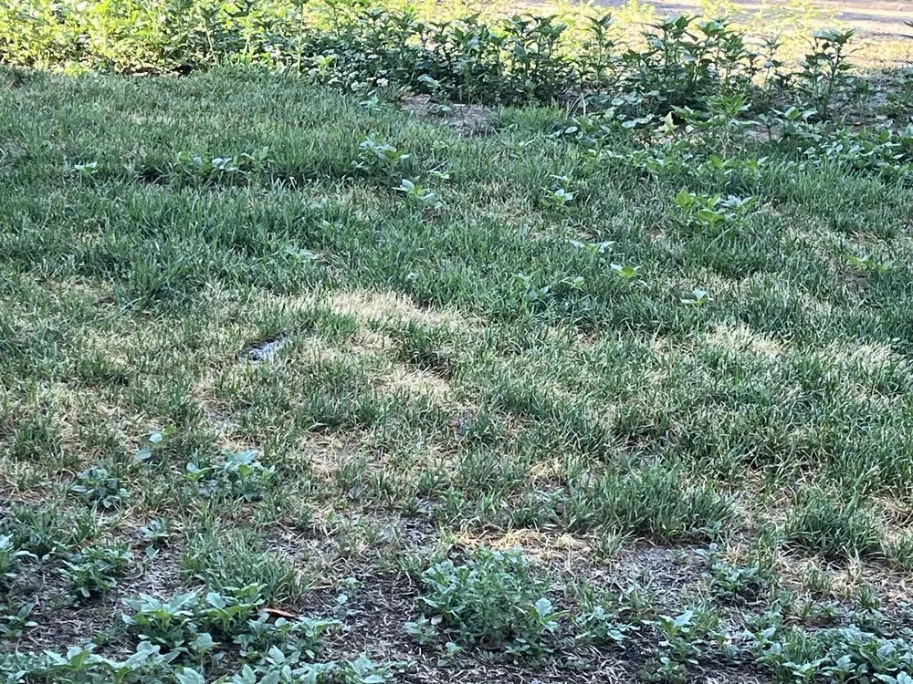 Local yard maintenance for year-round maintenance across Reno, NV - All Seasons Lawn & Landscaping