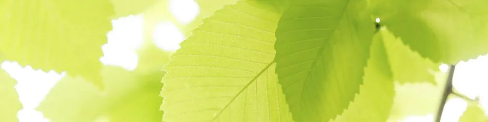 Local residential landscaping experts serving Wichita, KS - All Seasons Lawn & Tree Care