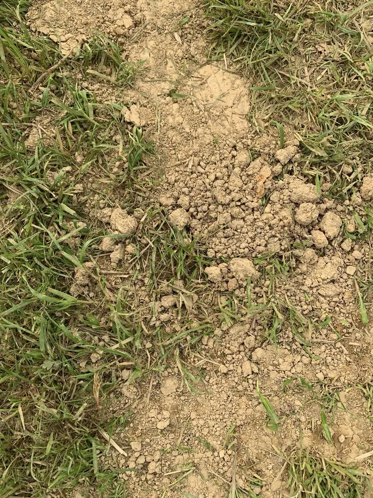 Trusted lawn care service in Knoxville, TN by All Seasons Lawn Care