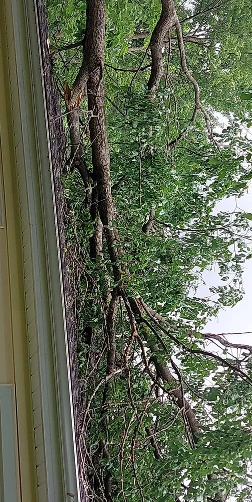 Custom yard maintenance with custom design in Lexington, MO by All Season's Lawn Care