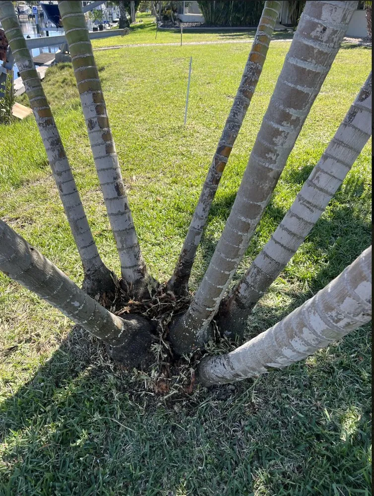 Local lawn care service for homes across Port Charlotte, FL - All Seasons Lawn Care