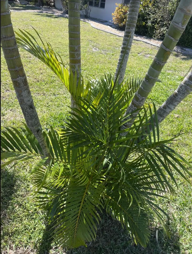 Expert landscape installation with custom design in Port Charlotte, FL by All Seasons Lawn Care