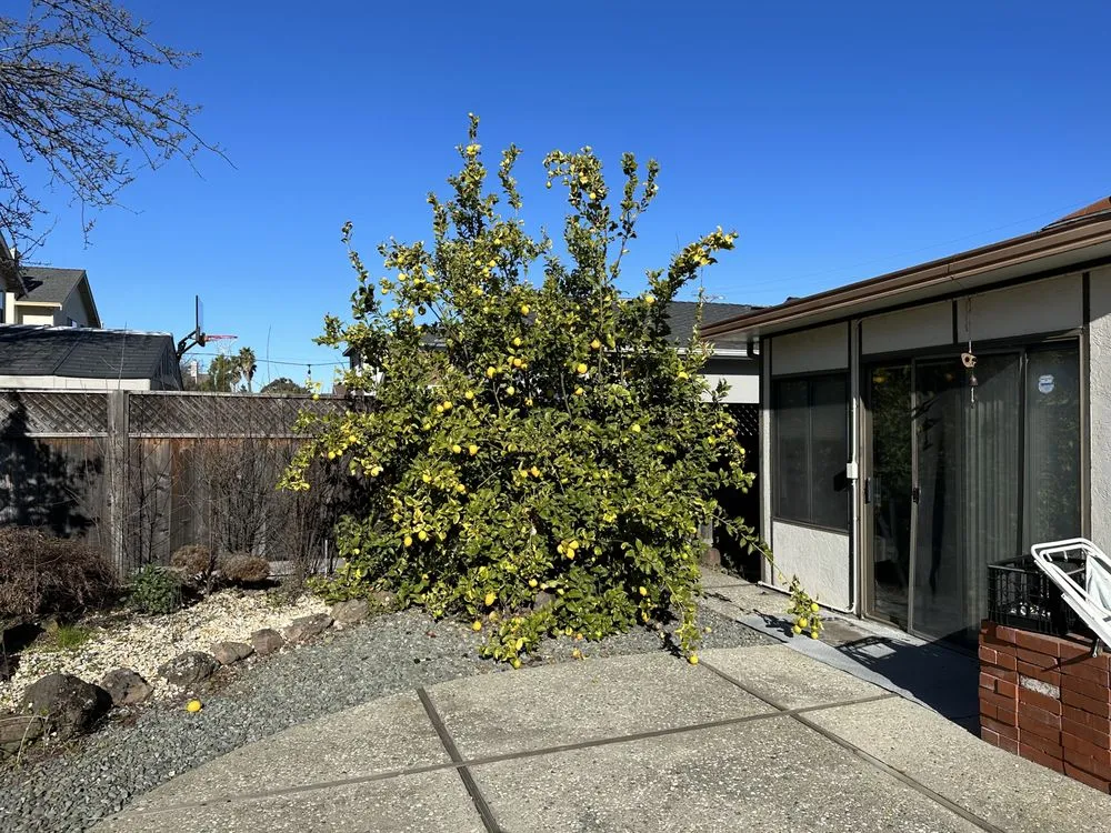 Local garden landscaping for outdoor upgrades across Oakland, CA - All Seasons Lawn Care Services