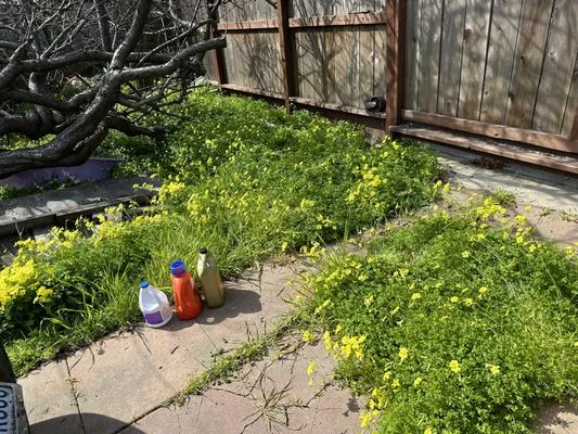 All Seasons Lawn Care Services Logo