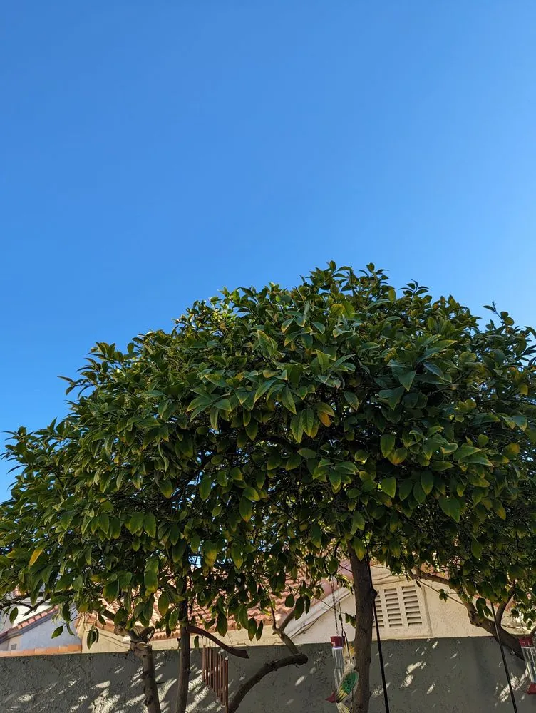 Trusted residential landscaping for beautiful yards in Las Vegas, NV by All Seasons Maintenance and Landscaping