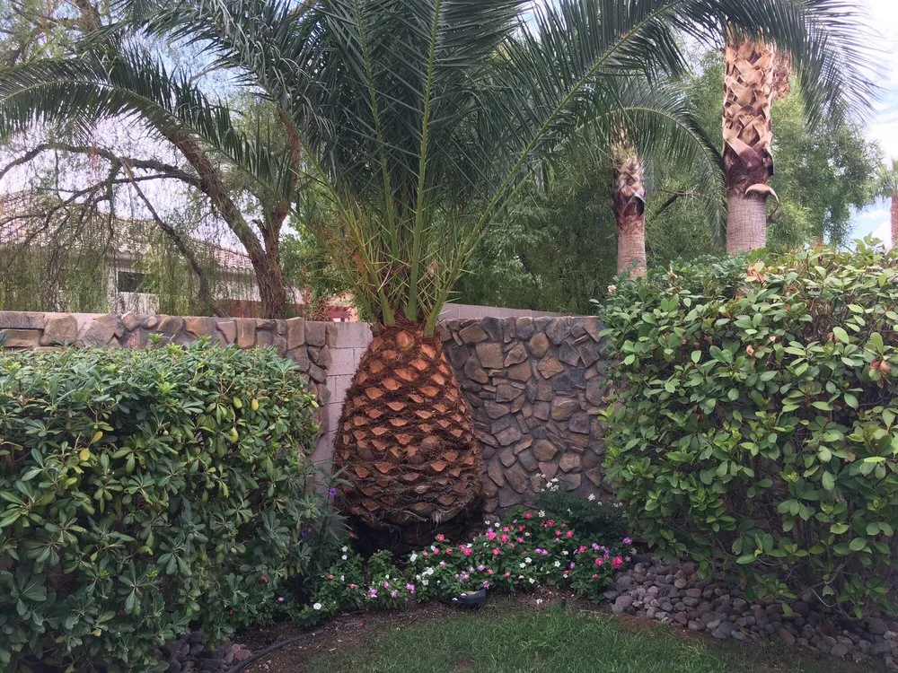 Expert outdoor landscaping in Las Vegas, NV by All Seasons Maintenance and Landscaping