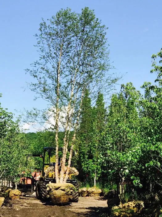 Expert outdoor landscaping for beautiful yards in Brookfield, CT by All Seasons Maintenance