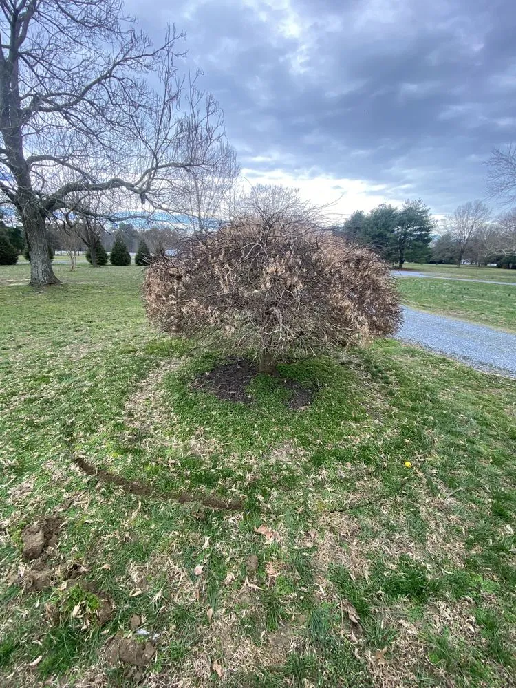 Affordable yard cleanup service with custom design in Hurlock, MD by All Seasons Property Maintenance