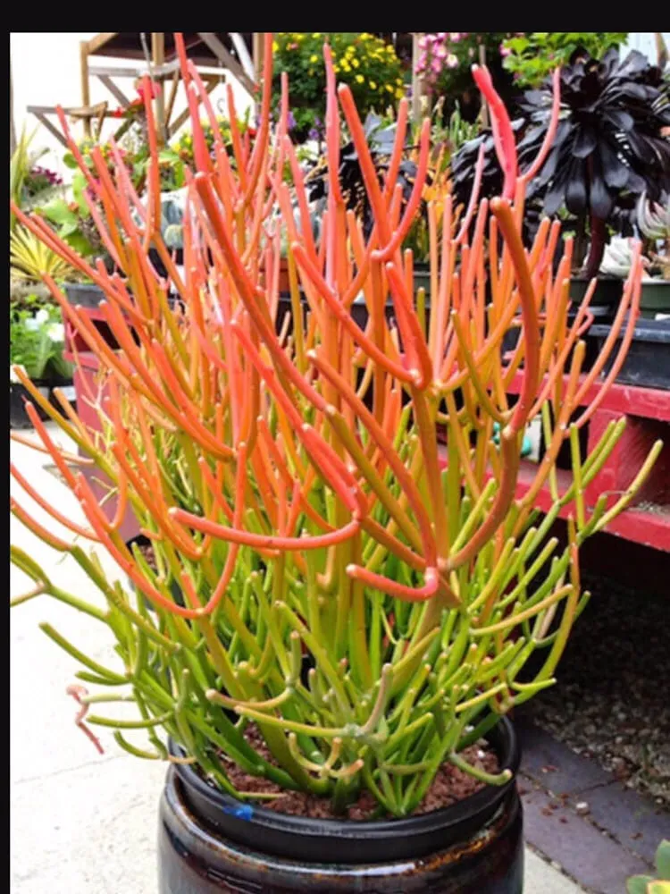 Custom garden landscaping in Corona Del Mar, CA - All Seasons Sprinkler and Landscaping