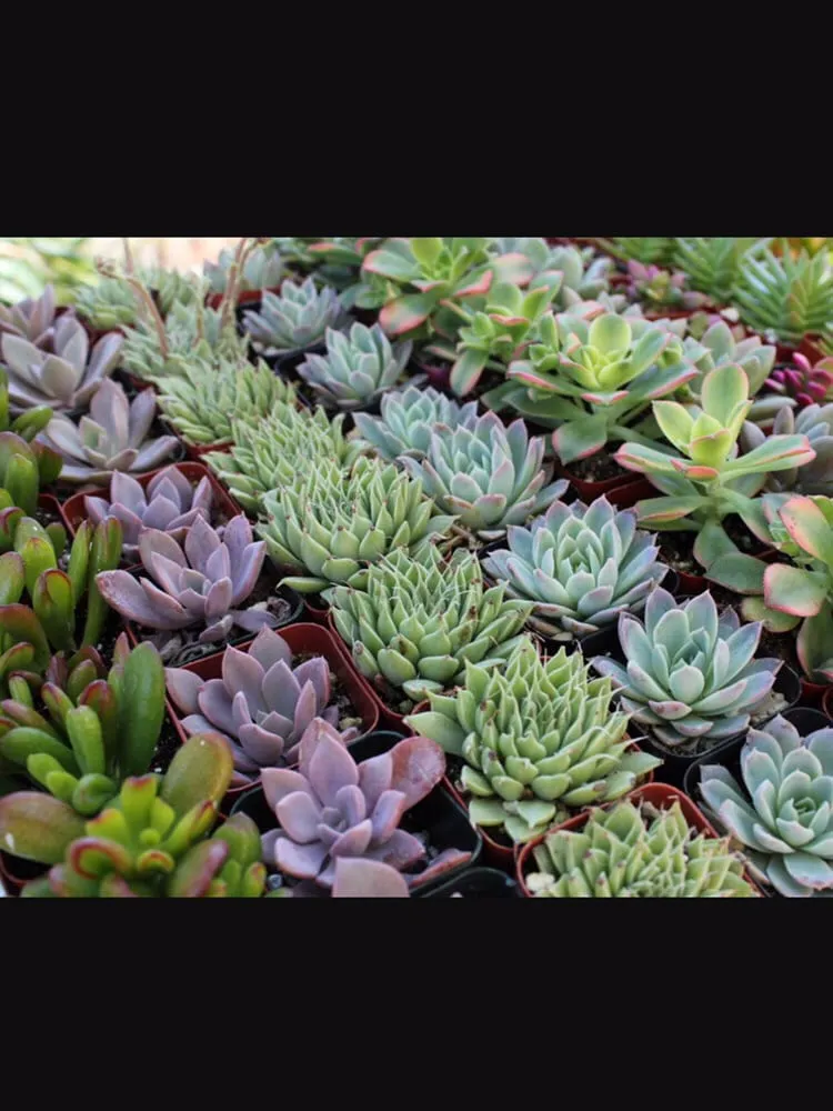 Trusted lawn mowing service for residential properties across Corona Del Mar, CA - All Seasons Sprinkler and Landscaping