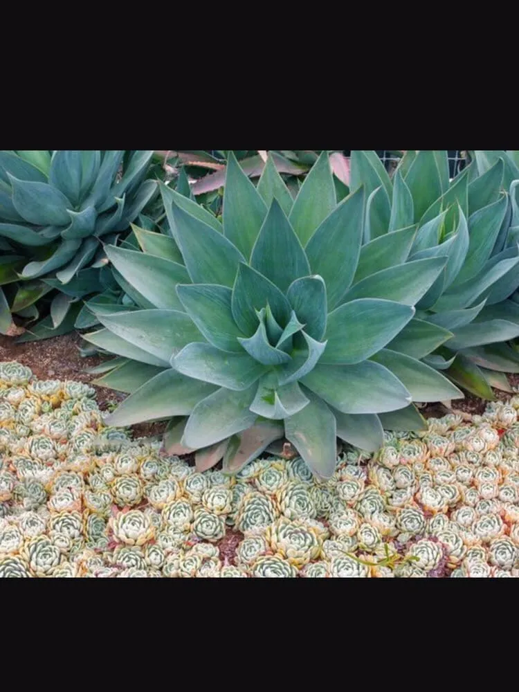 Professional landscape design for year-round maintenance in Corona Del Mar, CA by All Seasons Sprinkler and Landscaping