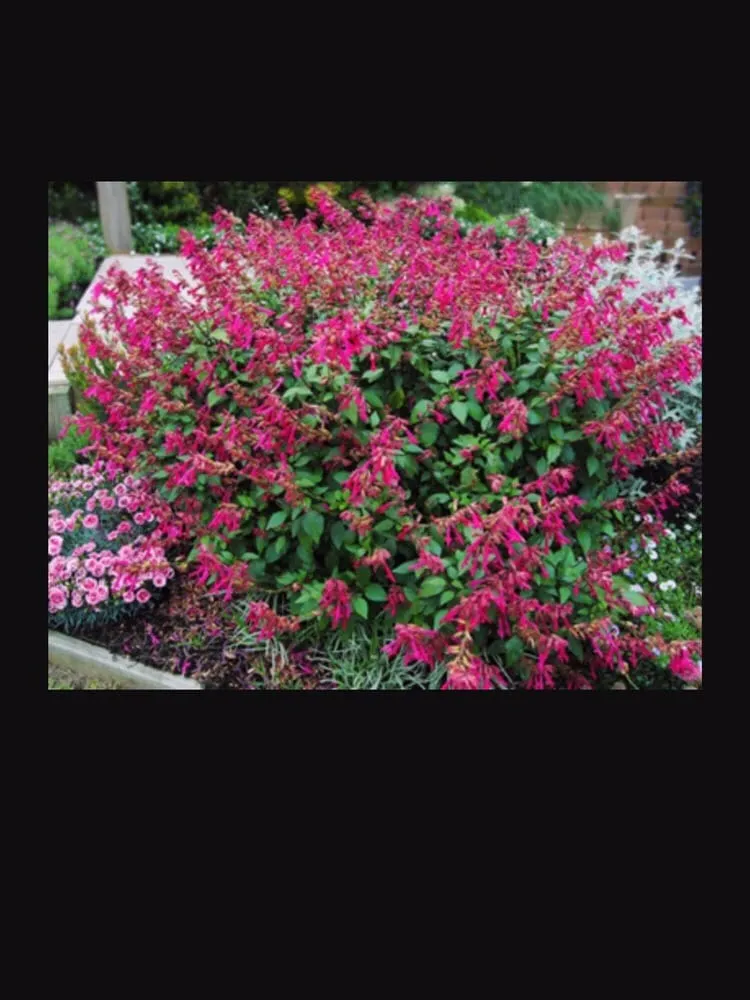 Reliable landscape installation experts serving Corona Del Mar, CA - All Seasons Sprinkler and Landscaping