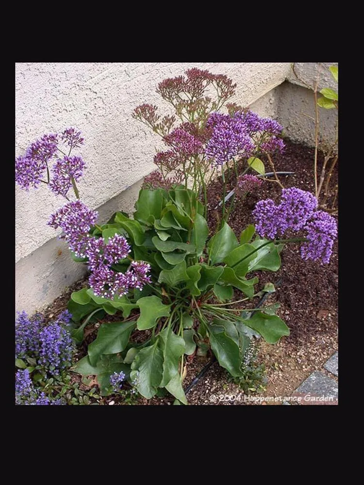 Professional residential landscaping for residential properties across Corona Del Mar, CA - All Seasons Sprinkler and Landscaping