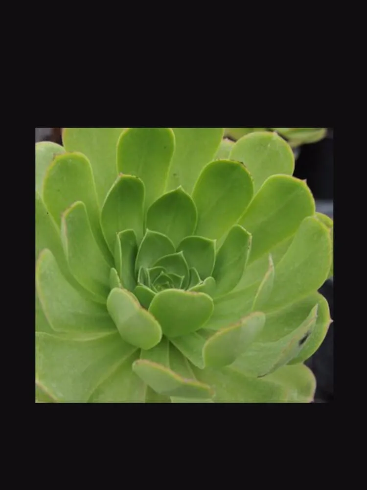 Local landscape design for homes across Corona Del Mar, CA - All Seasons Sprinkler and Landscaping