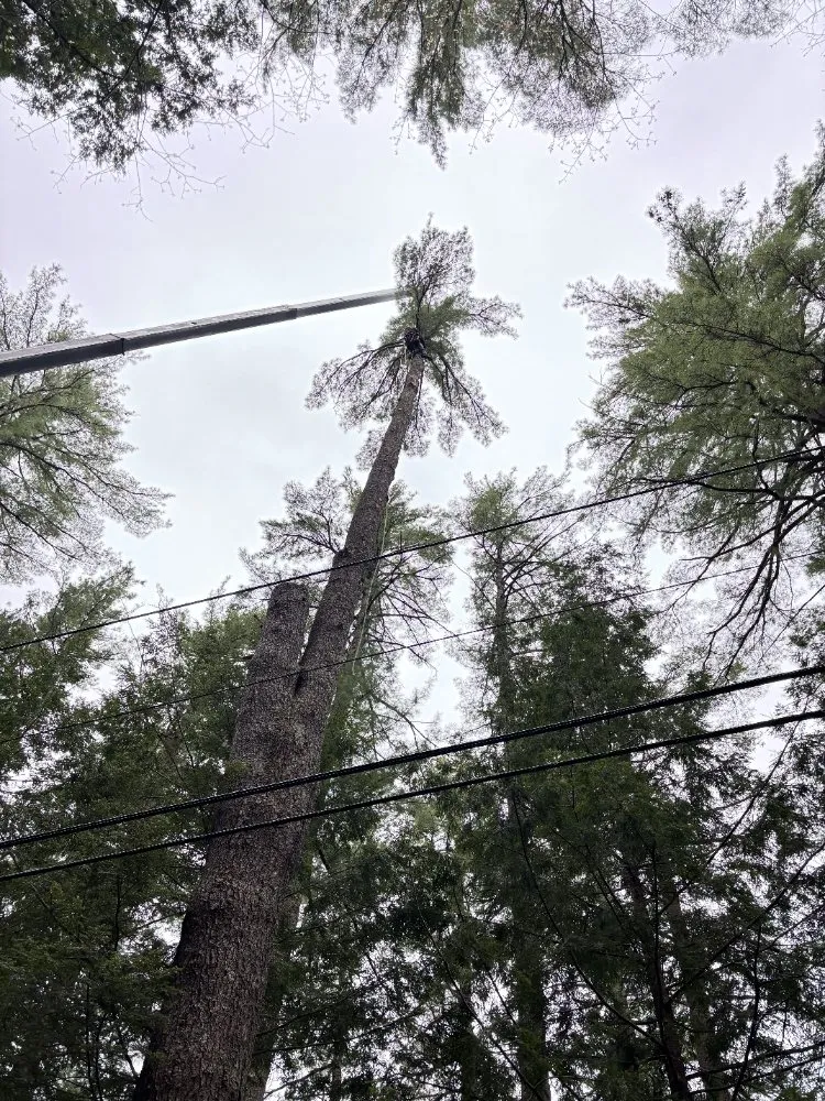 Reliable landscaping services in Belgrade, ME by All Seasons Tree Service