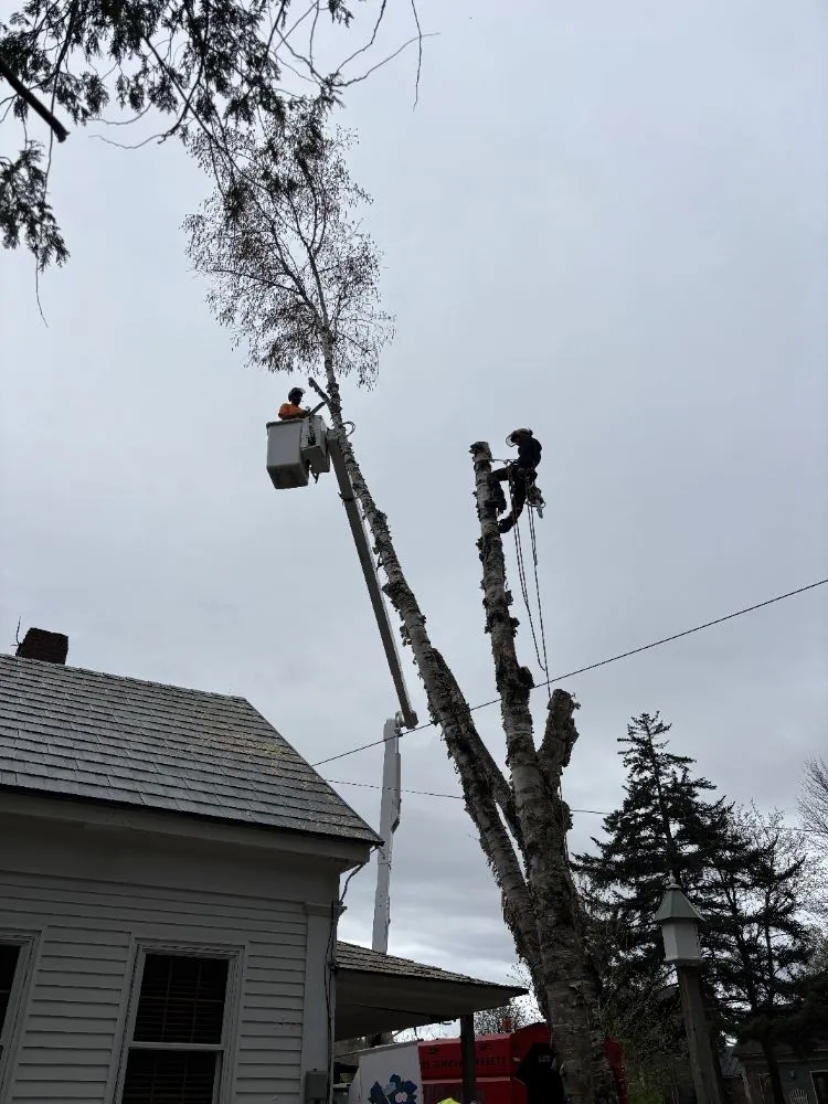 Affordable yard cleanup service in Belgrade, ME - All Seasons Tree Service