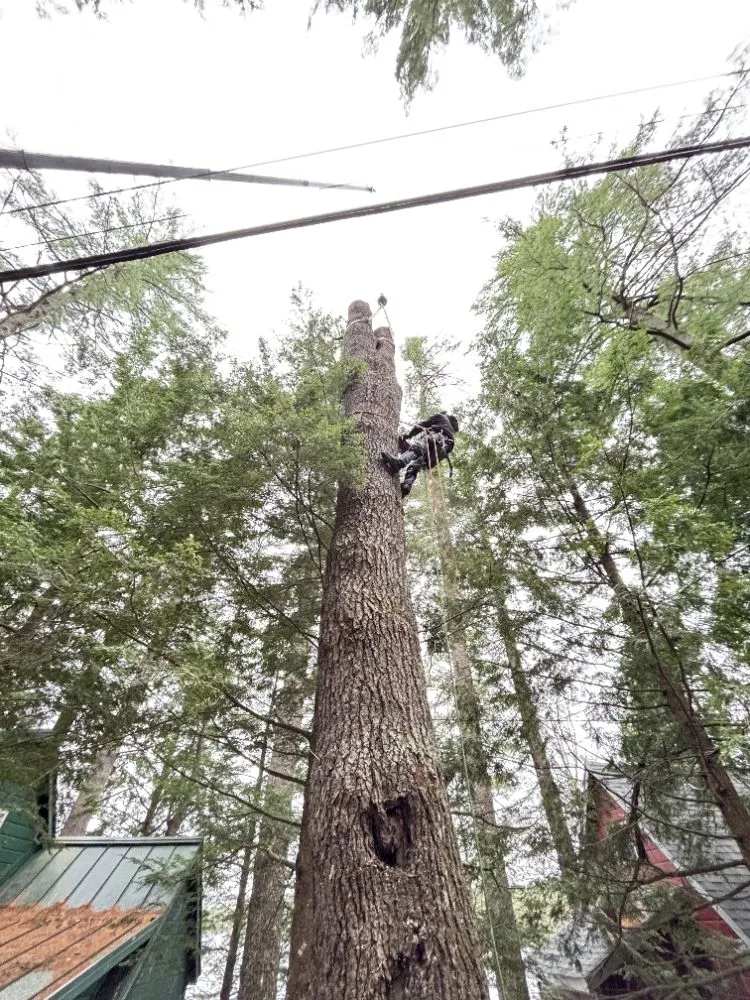 Local landscaping services experts serving Belgrade, ME - All Seasons Tree Service