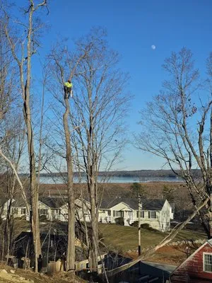 All Seasons Tree Service