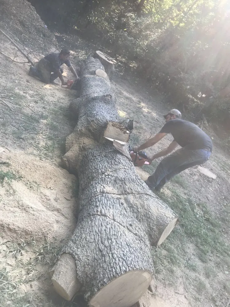 Affordable landscape design near you in Fayetteville, AR by All Seasons Tree Service of NWA