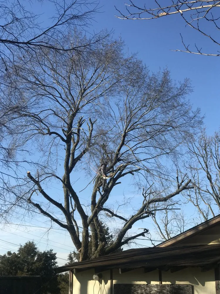 Local outdoor landscaping for homes across Fayetteville, AR - All Seasons Tree Service of NWA