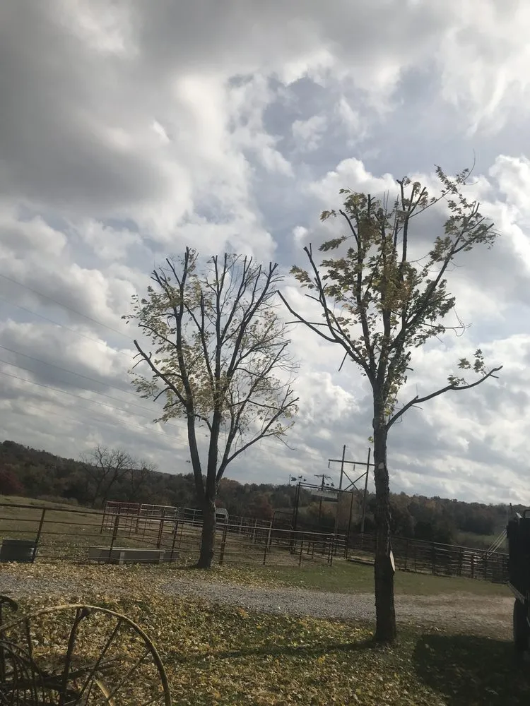 Top-rated yard maintenance for residential properties across Fayetteville, AR - All Seasons Tree Service of NWA