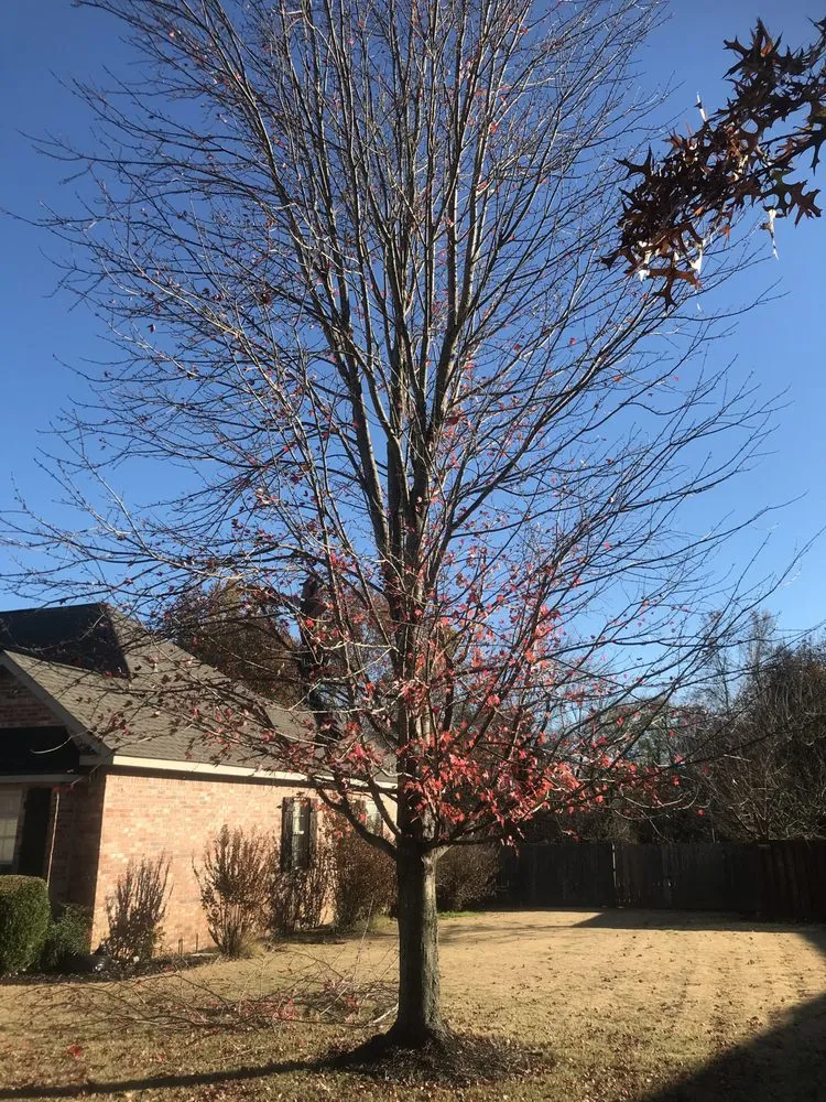 Trusted yard cleanup service experts serving Fayetteville, AR - All Seasons Tree Service of NWA