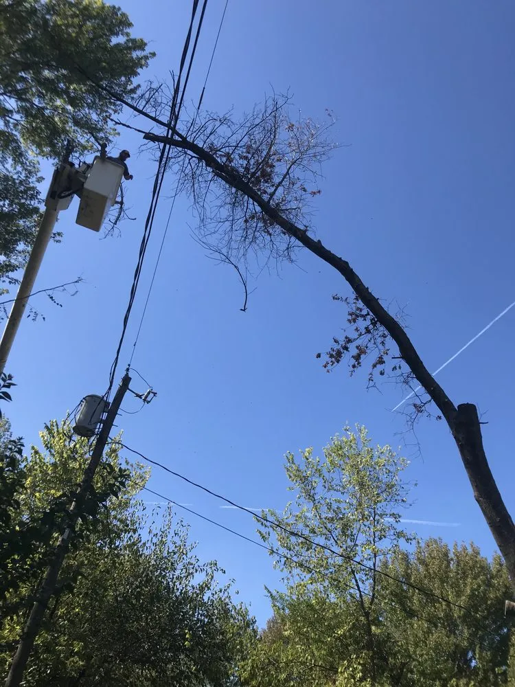 Custom landscape design for homes in Fayetteville, AR by All Seasons Tree Service of NWA