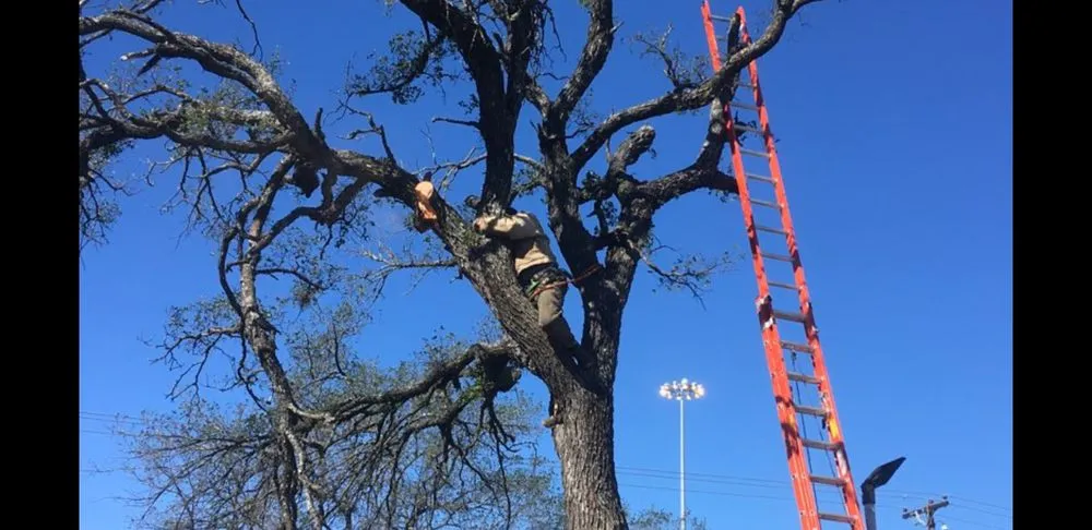 Local landscape design experts serving Temple, TX - All Service Contractor