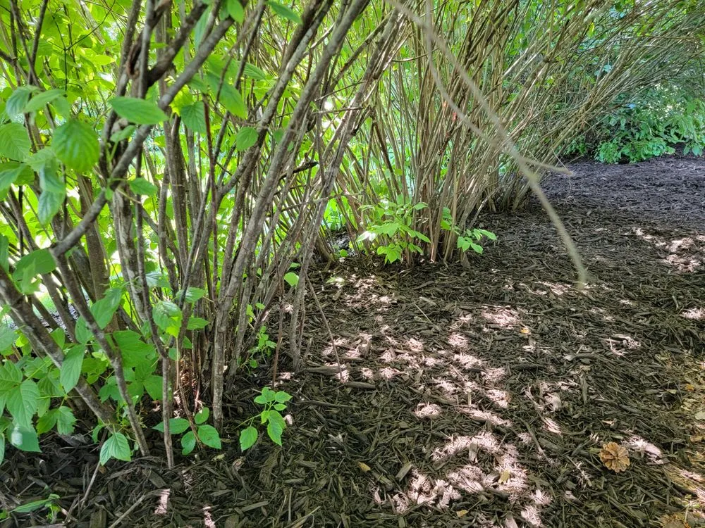 Custom yard maintenance in De Pere, WI - All services & Landscaping