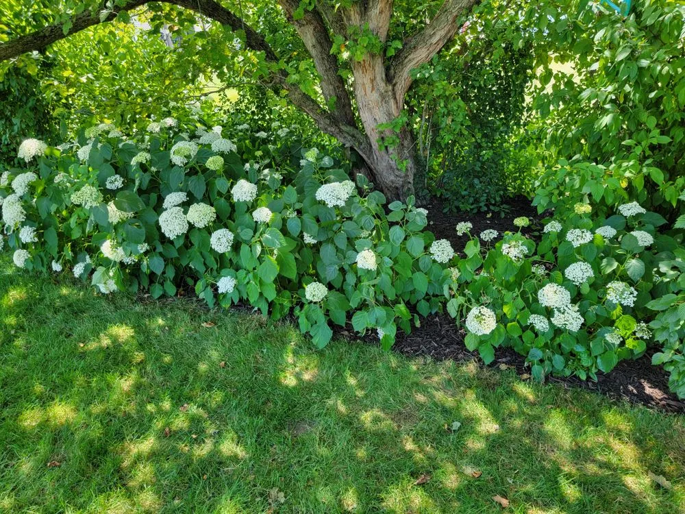 Affordable lawn mowing service in De Pere, WI - All services & Landscaping